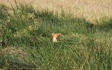 TANZANIA - Serengeti National Park - Leoni Lions - 07